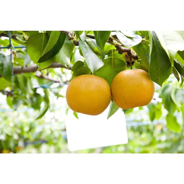 Korean Giant Asian Pear Tree with Massive Crisp and Sweet Fruit (3 ft. and 2 Years Old)