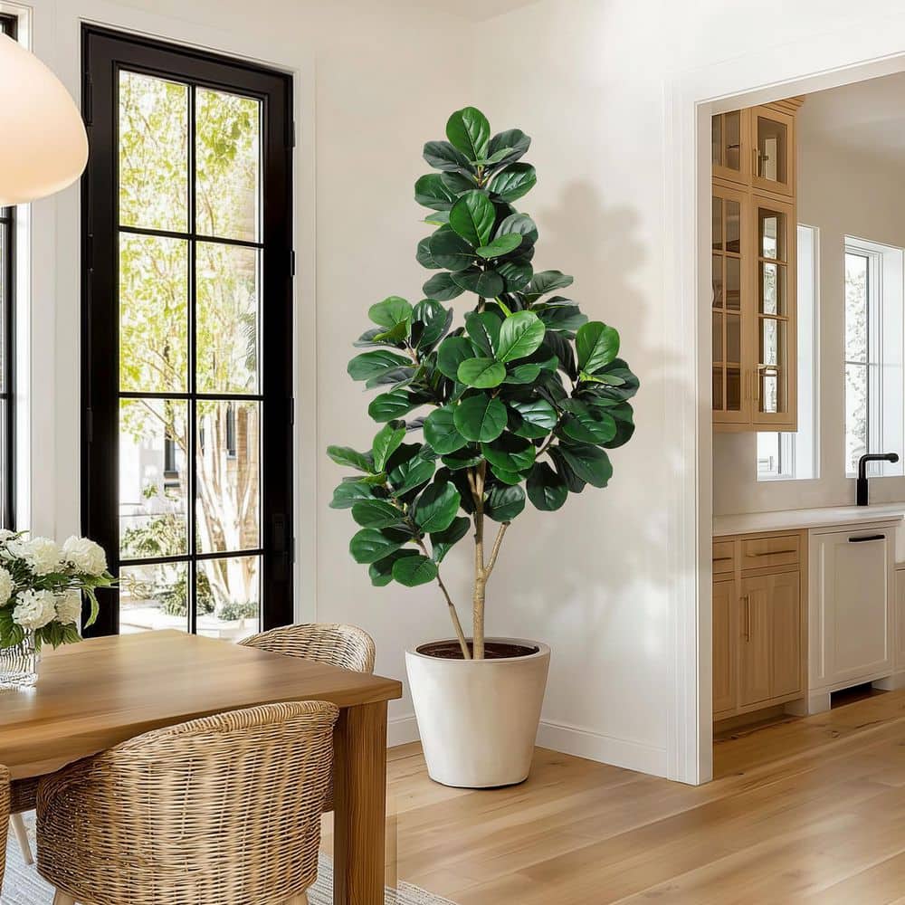 money plant indoor Money Tree Plant with Planter - Small (12