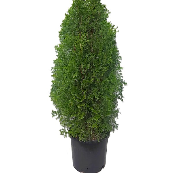 3 Gal. Thuja Standishii x Plicat Green Giant 11662 - The Home Depot
