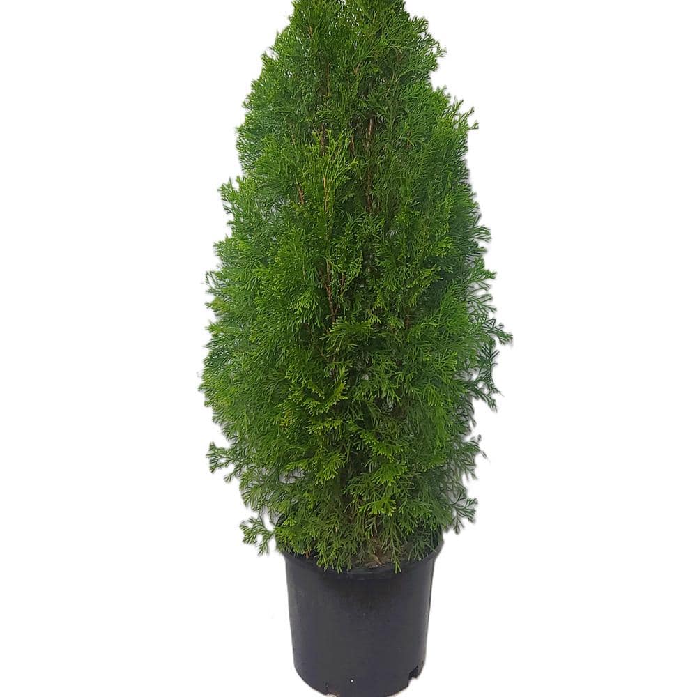 3 Gal. Thuja Standishii x Plicat Green Giant
