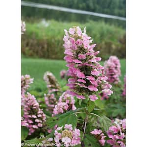 4.5 in. Qt. Gatsby Pink Oakleaf Hydrangea (Quercifolia) Live Shrub, White to Pink Flowers