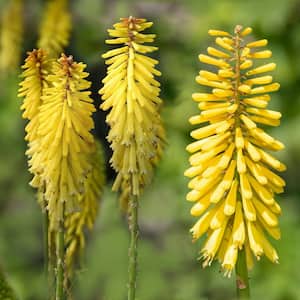 3.25 In Glowstick Torch Lilies Kniphofia Perennial Plant with Yellow Flowers-3 piece