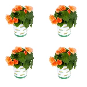 1 qt. Begonia Orange Flowering Live Annual Plant (4-Pack)