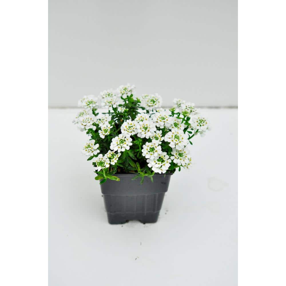 Perennial Iberis White Plant 1.0 Qt. (4-Pack)
