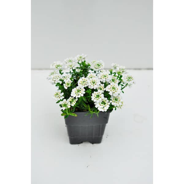 Unbranded Perennial Iberis White Plant 1.0 Qt. (4-Pack)
