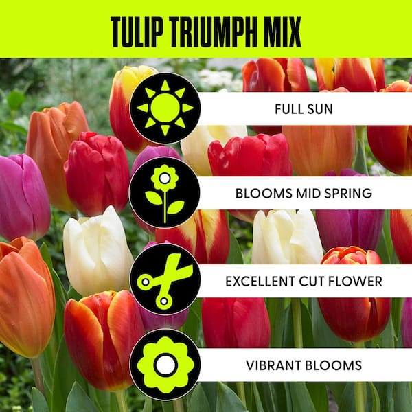 Tulips Bulbs Triumph Mixture (Set of 50)