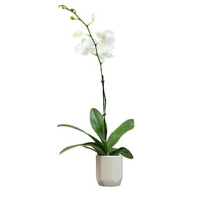 3.5 in. White Orchid Phalaenopsis Live House Plant in White Ceramic Pot