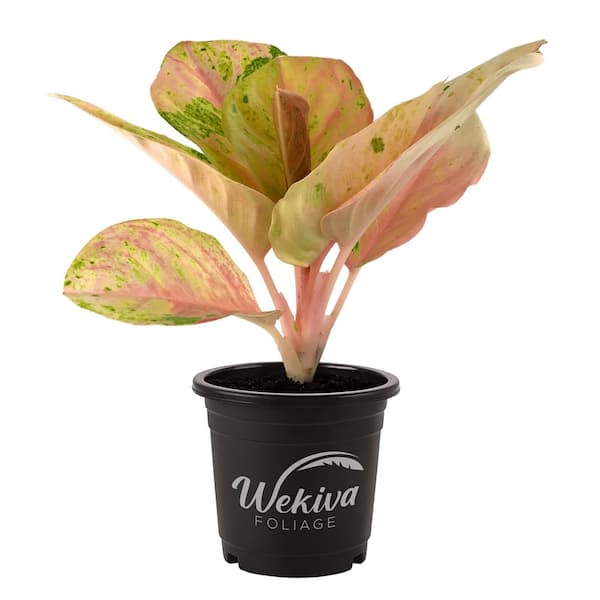 Wekiva Foliage Rainbow Aglaonema - Live Plant in a 4 in. Pot - Beautiful Indoor Easy Care Air Purifying Plant