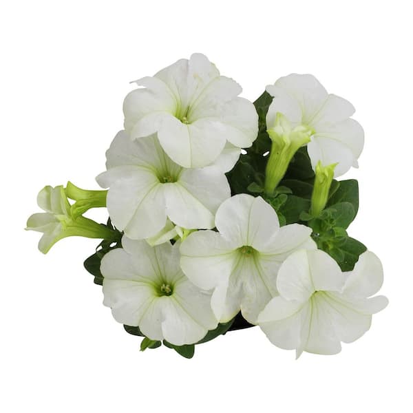 ALTMAN PLANTS White Petunias Outdoor Garden Annual Plant in 2.5 qt
