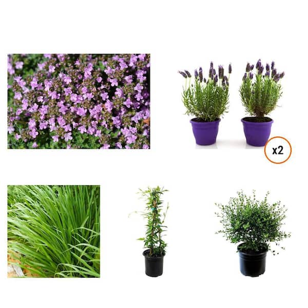 1 Gal. Pink Chintz Thyme, Lavender, Lemongrass, Jessamine, Lilac (5-Pack)