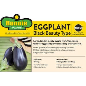 2.32 qt. Black Beauty Eggplant Plant