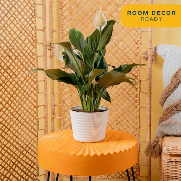 Spathiphyllum Peace Lily Indoor Plant in 6 in. Decor Planter, Average Shipping Height 1-2 ft. Tall