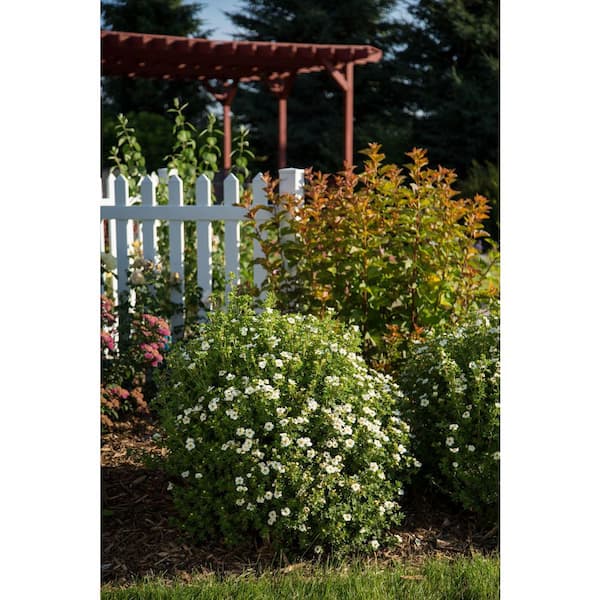 FIRST EDITIONS 2 Gal. Creme Brulee Potentilla Shrub with White