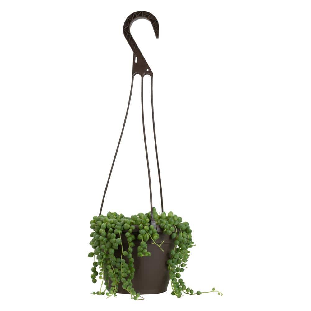 Senecio Radicans String of Pearls in Brown Plastic Hanging Planter
