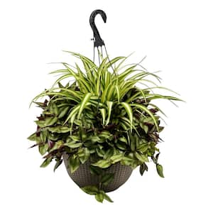 12 HB Chlorophytum Tradescantia Plant Combo in 12 in. Hanging Basket