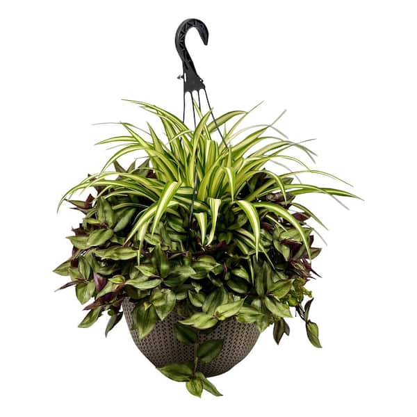 Pure Beauty Farms 12 HB Chlorophytum Tradescantia Plant Combo in 12 in. Hanging Basket