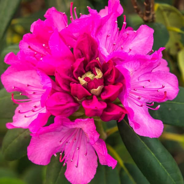 DIRECT GARDENING 1 Gal. Pot, Roseum Pink Flowering Rhododedron Broadleaf Evergreen Shrub (1-Pack)