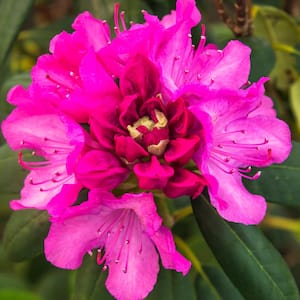 Roseum Elegans Rhododendron Dormant Bare Root Broadleaf Evegreen Shrub (1-Pack)