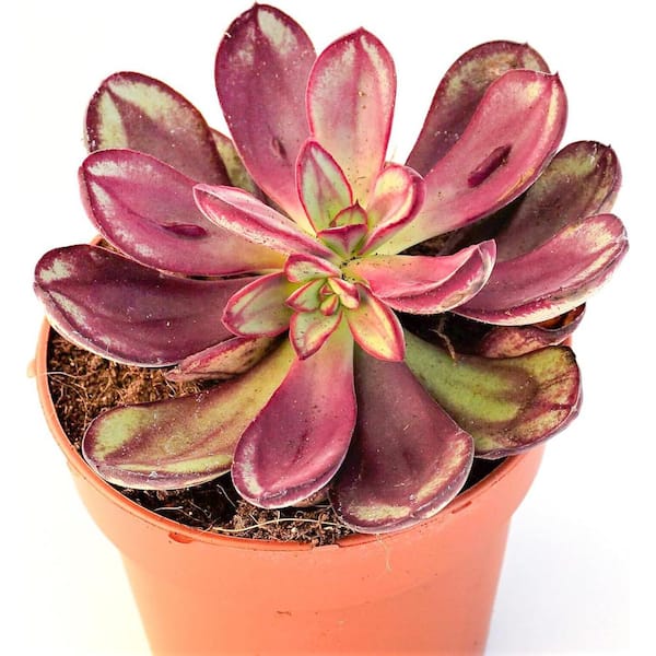 Maruba Benitsukasa Plant-2 Live Starter Plants in 2 in. Growers Pots-Echeveria Benitsukasa-Easy Care Succulent