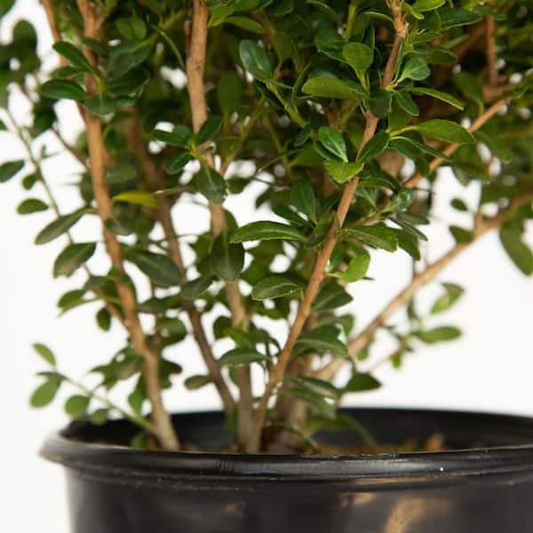 FLOWERWOOD 2.5 Gal - Compacta Japanese Holly(Ilex), Live Evergreen