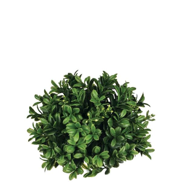 SULLIVANS 5" Artificial Green Boxwood Half Orb