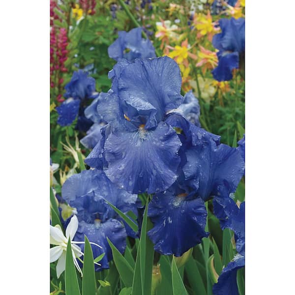 Breck's Feed Back Reblooming Iris Deep Blue Colored Flowers Live Bareroot Plant