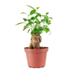 Ficus Ginseng in 4 in. Grow Pot, Live Indoor/Outdoor Air Houseplant and Office Decor