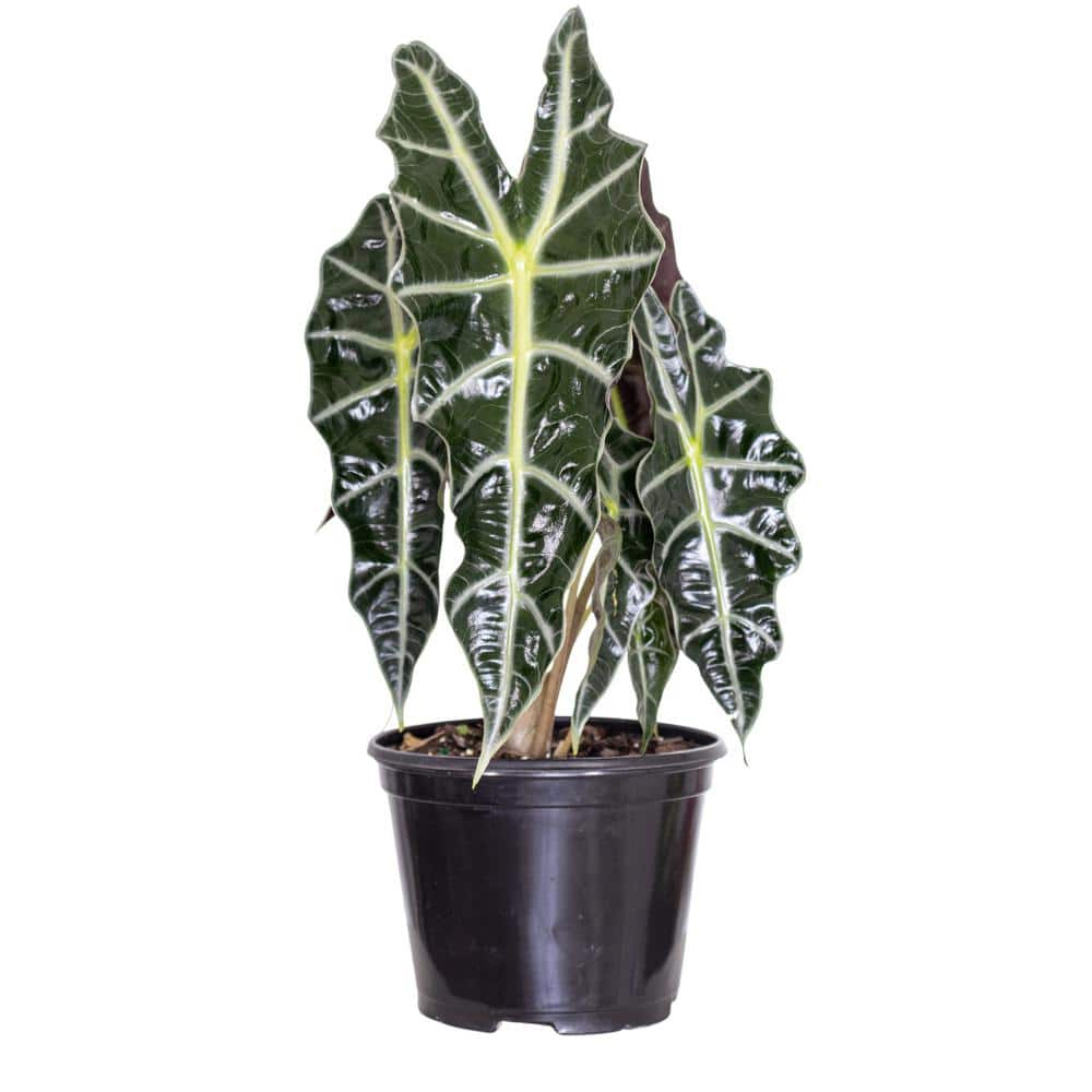 Live Alocasia Polly 'African Mask' Houseplant in 6 in. Grower Pot price history on PriceWatchPro