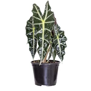 Live Alocasia Polly 'African Mask' Houseplant in 6 in. Grower Pot