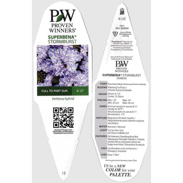 PROVEN WINNERS 4.25 in. Eco+Grande Superbena Stormburst (Verbena
