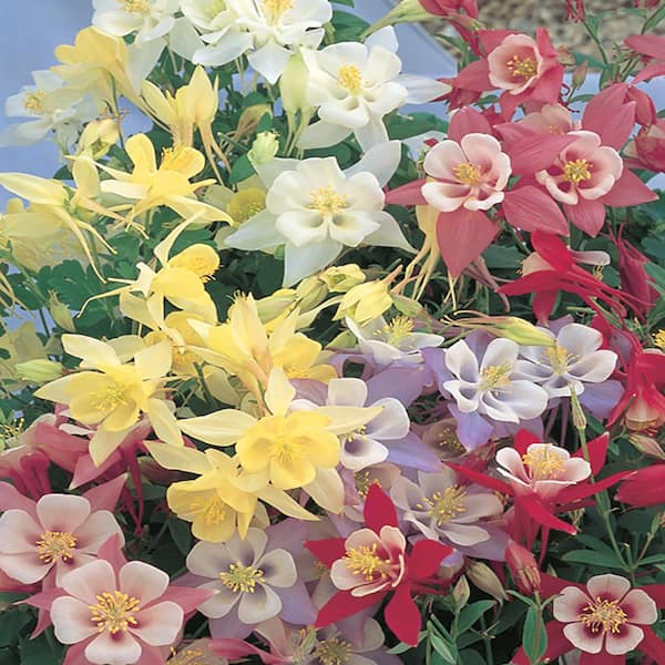 Unbranded Aquilegia Columbine Mixed Bulbs (3-Count)