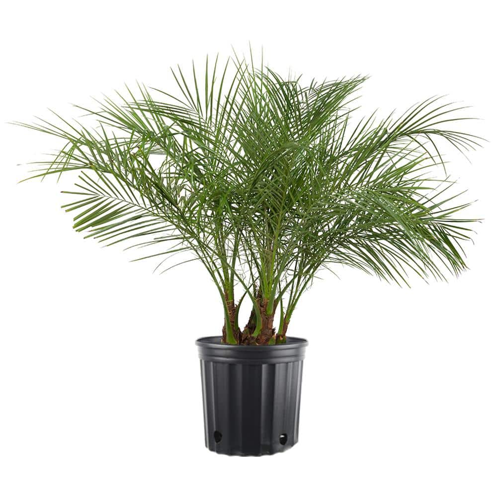 Costa Farms 10 in. Phoenix Roebelenii Tree in Pot PXR1 The Home Depot