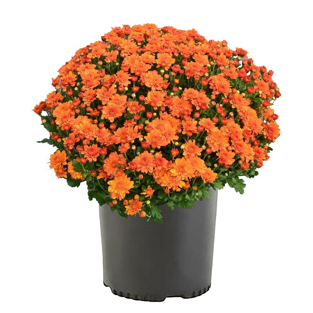 3 Qt. Chrysanthemum (Mum) Plant with Orange Flowers price history on PriceWatchPro