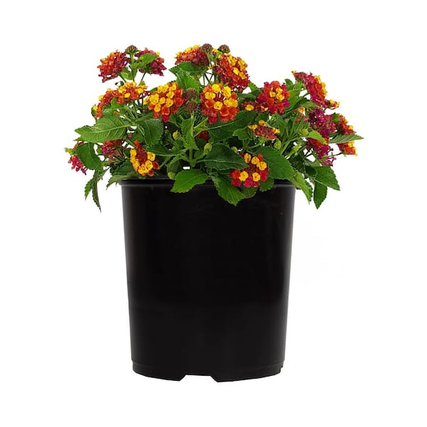 ALTMAN PLANTS 1.71-Pint Yellow and Red Lantana Plant 40862 - The