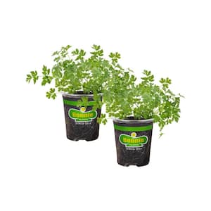 19 oz. Italian Flat Leaf Parsley Herb Plant (2-Pack)