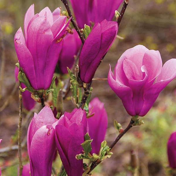 DIRECT GARDENING Jane Pink Flowering Magnolia Dormant Bare Root Ornamental Starter Tree (1-Pack)