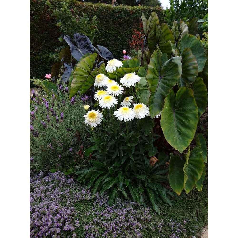 Real Glory Leucanthemum Shasta Daisy in 2.5 Quart Pot