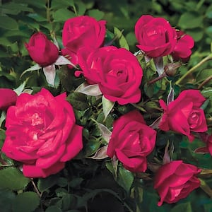 Be My Baby Miniature Rose, Dormant Bare Root Plant, Red Flowers (1-Pack)
