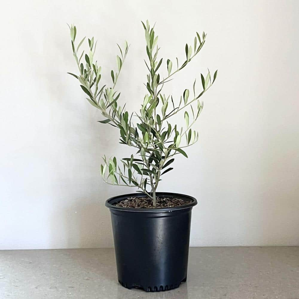 Alder & Oak #2 Container 'Arbosana' Olive Tree OLAR02 - The Home Depot