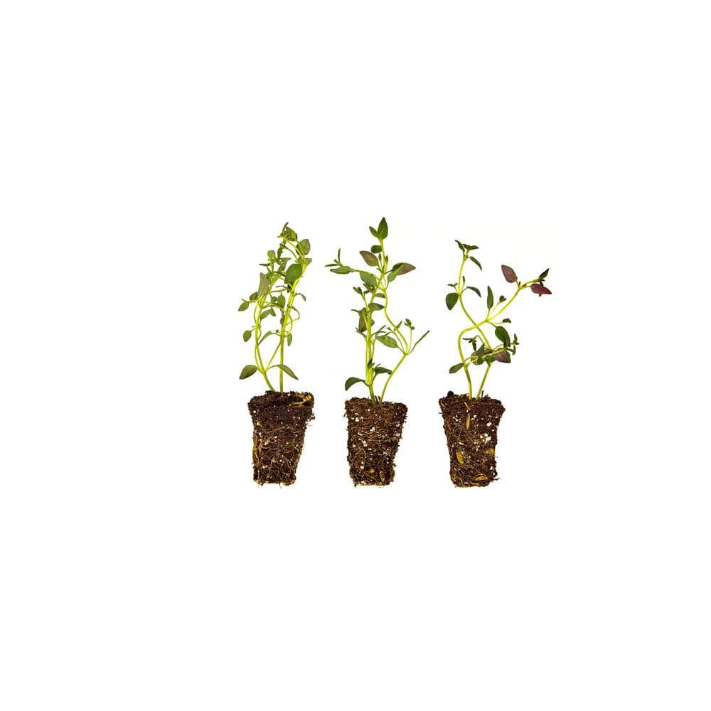 Thyme Plugs, 3 cubic in., Good for Containers, Raised Beds and In-Ground Ga