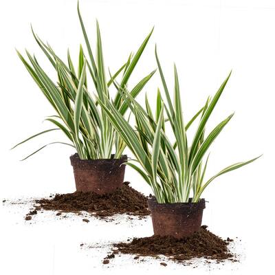 1 Gal. Flax Lily Shrub (2-Pack)