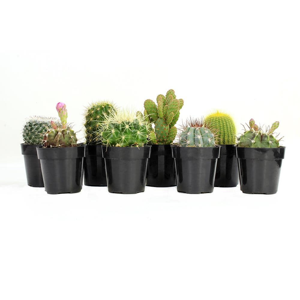 ALTMAN PLANTS 20.20 in. Cactus Collection Plant 20 Pack 0202000204   The Home  Depot
