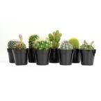 2.5 in. Cactus Collection Plant (8-Pack)