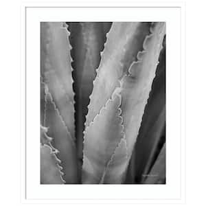 "Abstract Agave I" by Elizabeth Urquhart 1 Piece Wood Framed Black and White Nature Photography Wall Art 33-in. x 27-in.