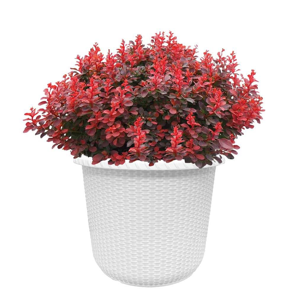 PROVEN WINNERS 2 Gal. Sunjoy Mini Maroon Barberry Shrub with Deep