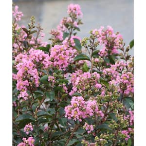 3 Gal. Bloomables Bellini Guava Crape Myrtle Shrub with Light Pink Flowers