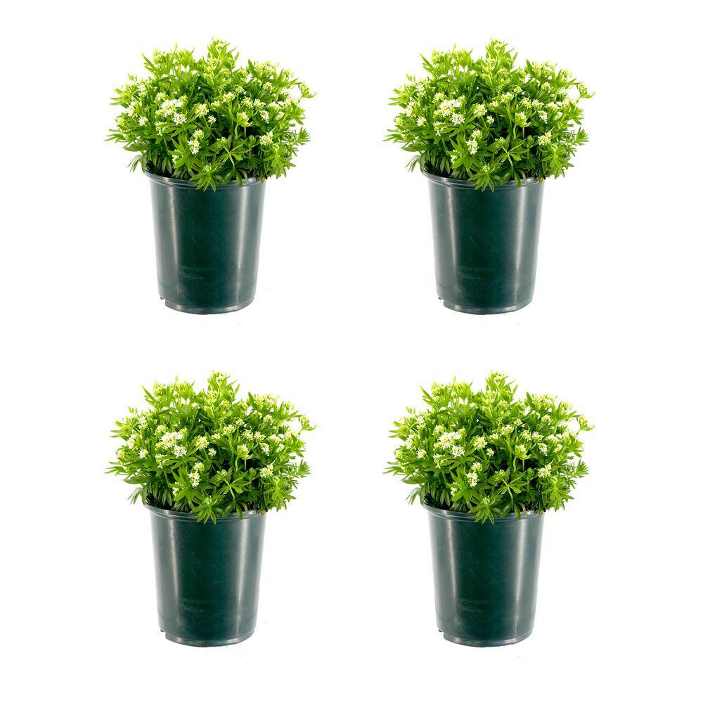 2.5 qt. Perennial Galium odoratum (4-Pack)