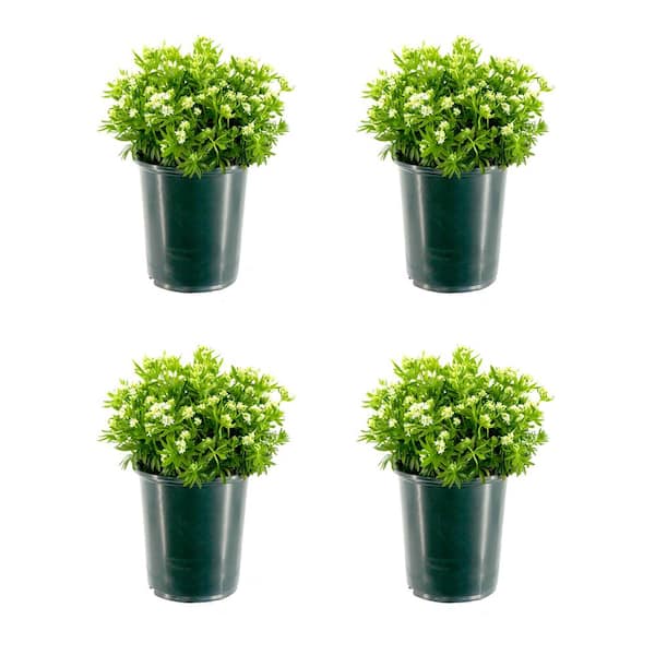 Unbranded 2.5 qt. Perennial Galium odoratum (4-Pack)