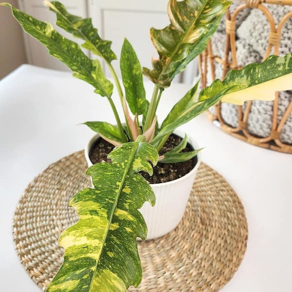 small elephant ear plant Dwarf Elephant Ear Alocacia calicora