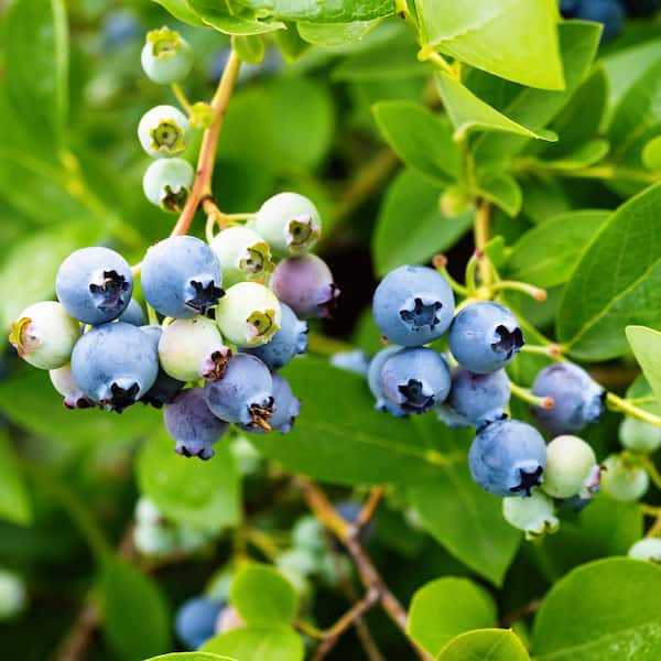 national PLANT NETWORK 1 gal. Blueberry Sharpblue Shrub HD1887